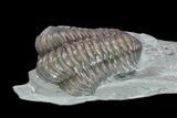 , Partially Enrolled Flexicalymene Trilobite - Ohio #74726-3